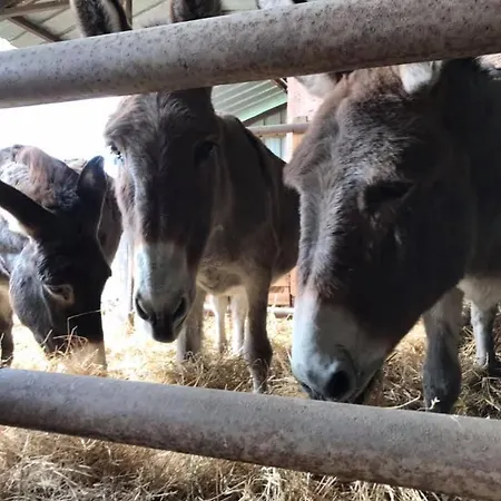 Kır Evi Domaine Des Daims De La Baie De Somme Domqueur